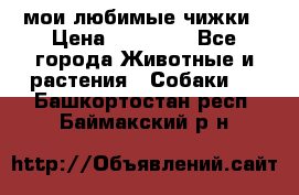 мои любимые чижки › Цена ­ 15 000 - Все города Животные и растения » Собаки   . Башкортостан респ.,Баймакский р-н